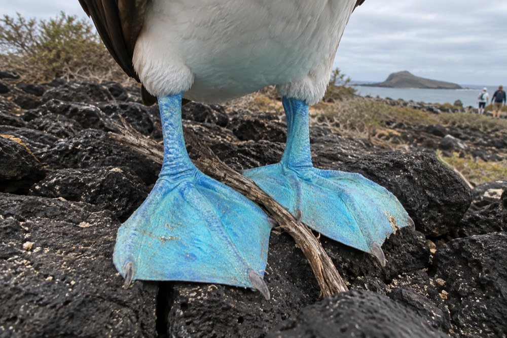 Extreme close-up of a booby's webbed feet on dark cracked lava in the Galapagos Islands, Ecuador, turquoise pigment saturated against black stone