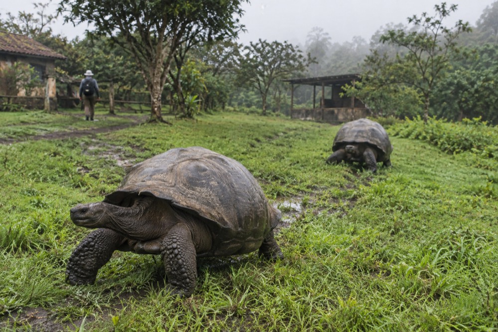Overcast late morning at a Santa Cruz highland ranch, Galapagos Islands, Ecuador: two giant tortoises cross a grassy paddock