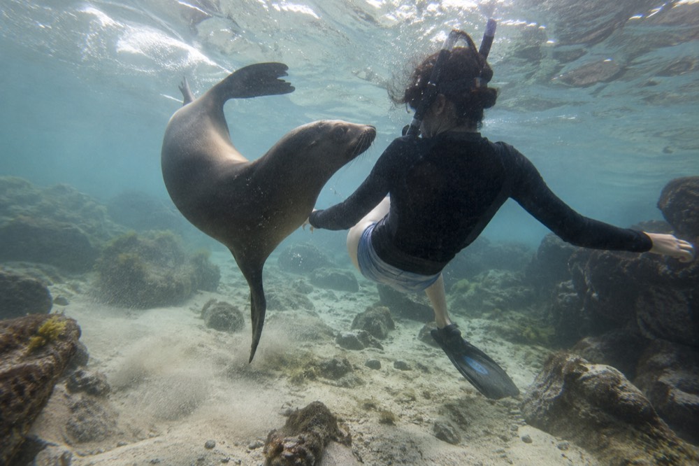 Beneath the surface at Santa Fe Island, Galapagos Islands, Ecuador, a young sea lion curves tight around a snorkeller mid-spin