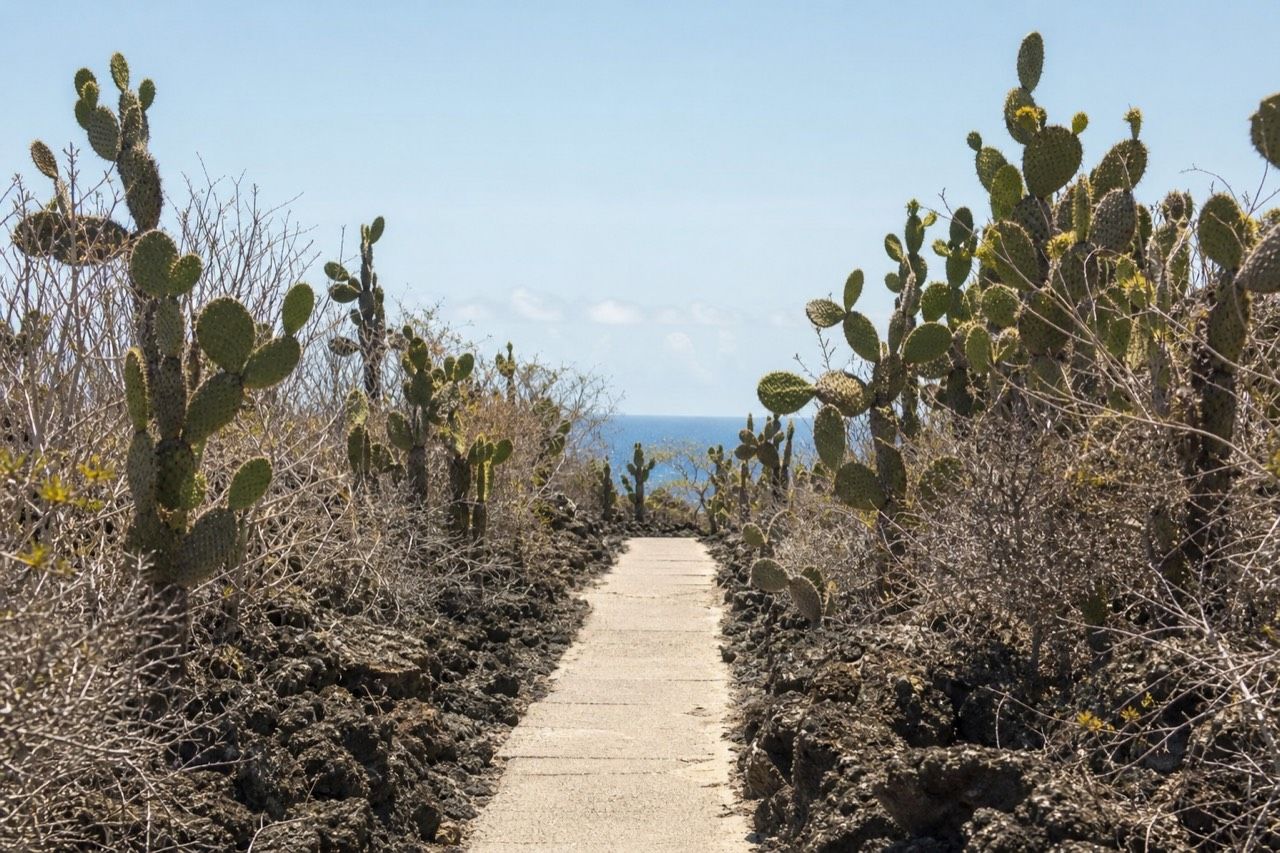 Long white sand beach at Tortuga Bay on Santa Cruz with marine iguanas resting near the surf line