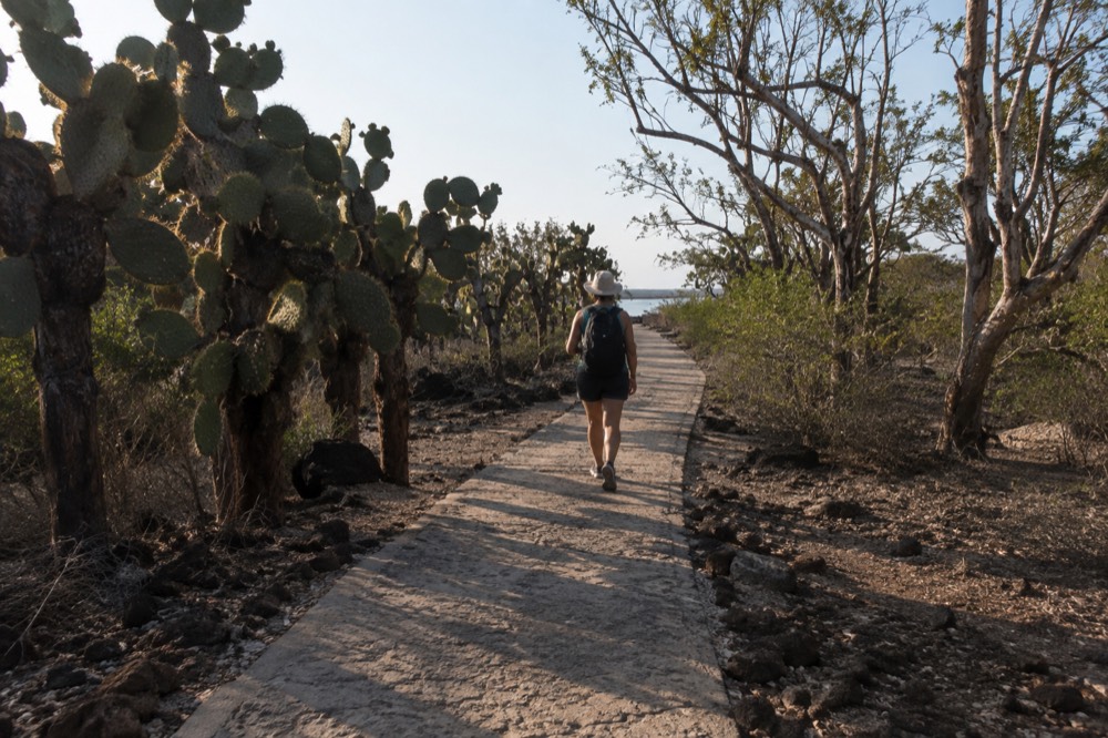Early morning along the paved trail from Puerto Ayora to Tortuga Bay, Galapagos Islands, a lone walker from behind, long shadows and fine dust