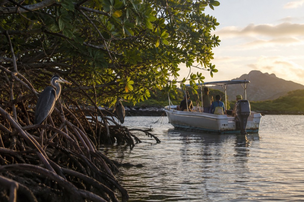 Warm late afternoon in the mangrove lagoon at Tortuga Bay, Galapagos Islands