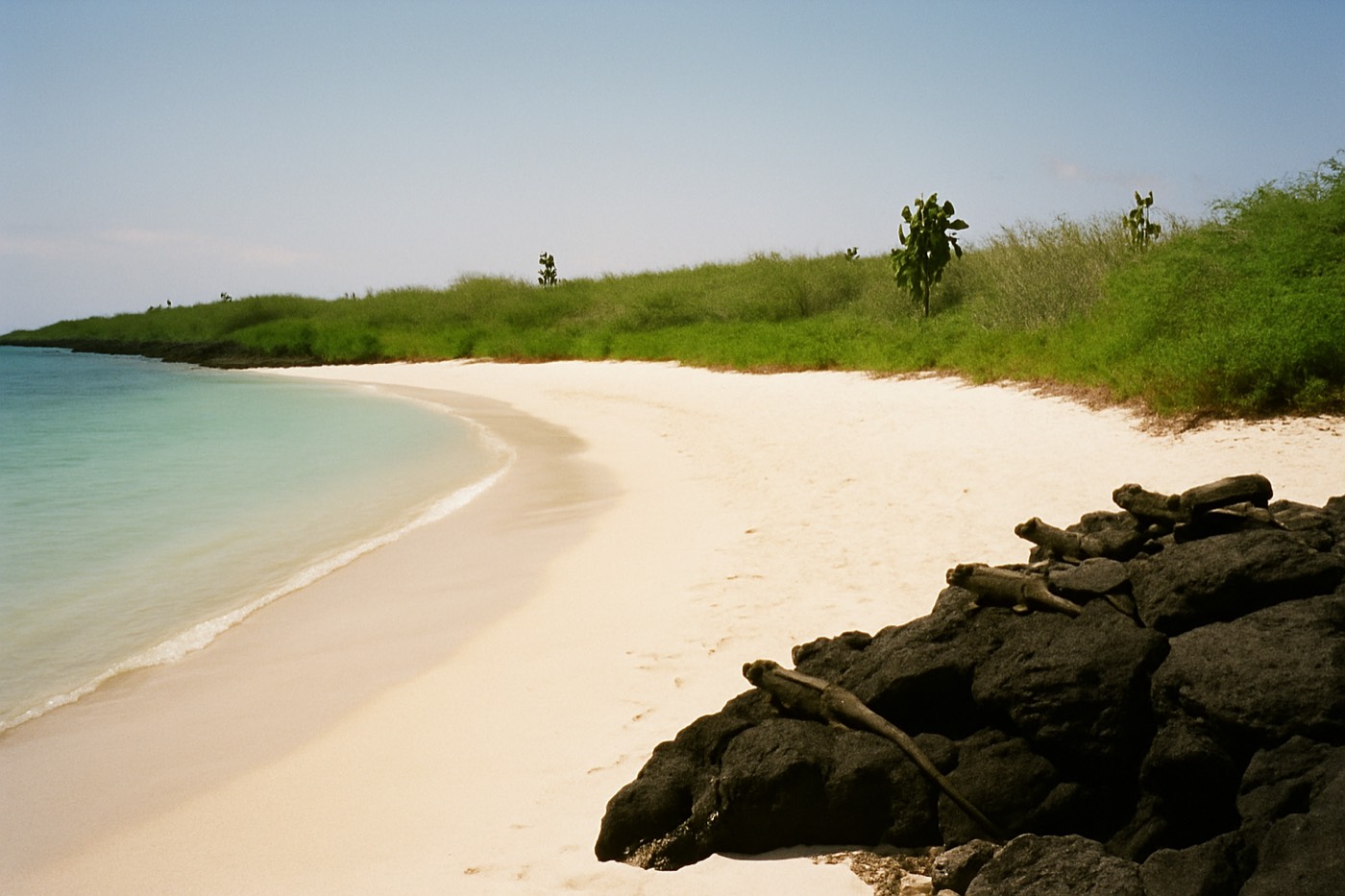An empty sweep of white coral sand and shallow turquoise water on Santa Cruz Island, marine iguanas basking on black lava at one end
