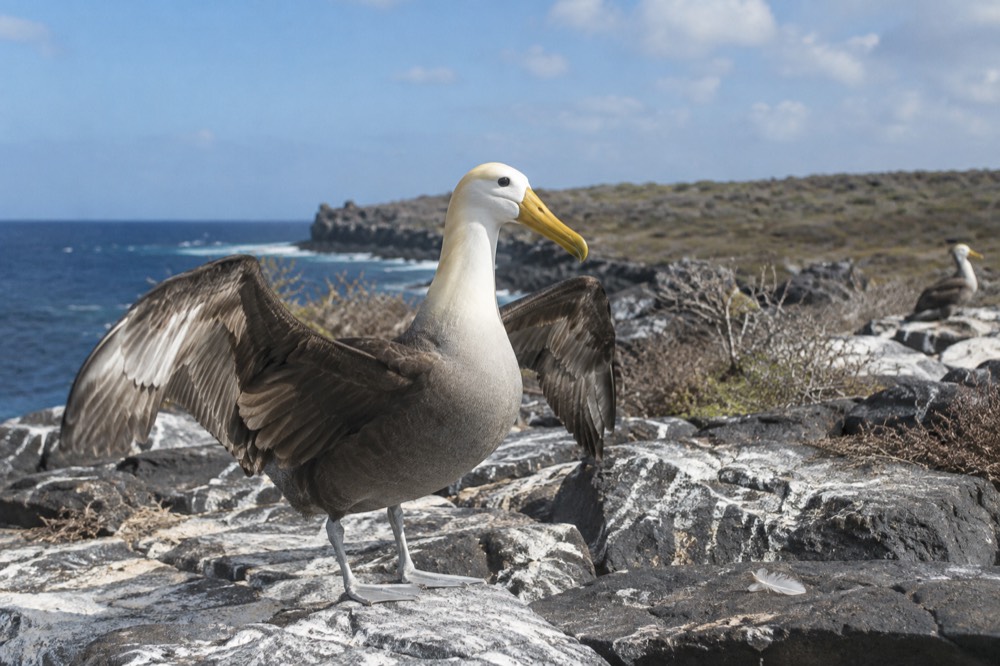 April afternoon in the Galapagos Islands, Ecuador: a waved albatross stands close on a guano-whitened basalt ledge, wings half spread in the breeze