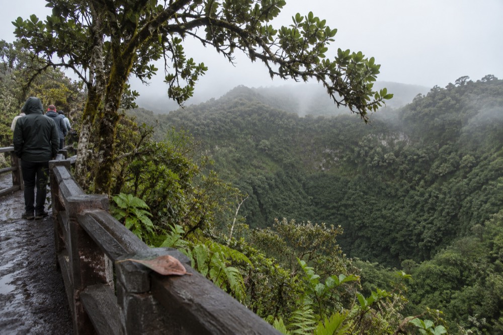Garúa morning in the Galapagos Islands, Ecuador: fine drizzle beads on mossy scalesia branches arching over a deep green volcanic sinkhole