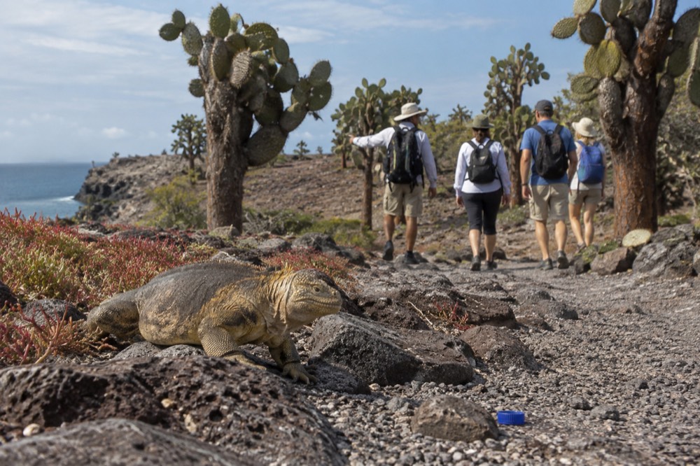 A small party of four following their guide along a cactus-lined trail on South Plaza Island in Ecuador's Galapagos