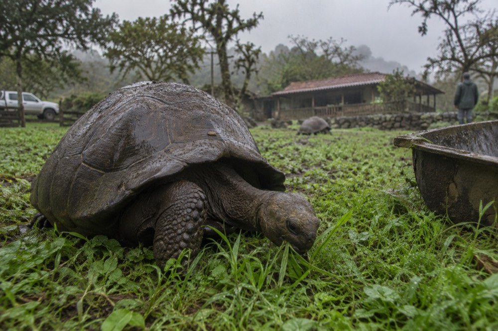 A juvenile Española-lineage tortoise feeds in wet highland grass at a Galapagos breeding pen in Ecuador, close and low to its domed scuted shell