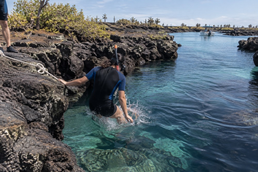 A snorkeller in a shorty wetsuit slips off a lava bridge into clear warm water at Los Tuneles, Galapagos Islands, Ecuador, December sun overhead