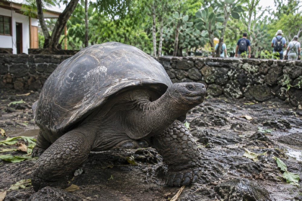 Puerto Ayora, Ecuador, green wet-season light after rain, shell scuffed with pale marks, visitors keeping a wide distance behind the low stone wall