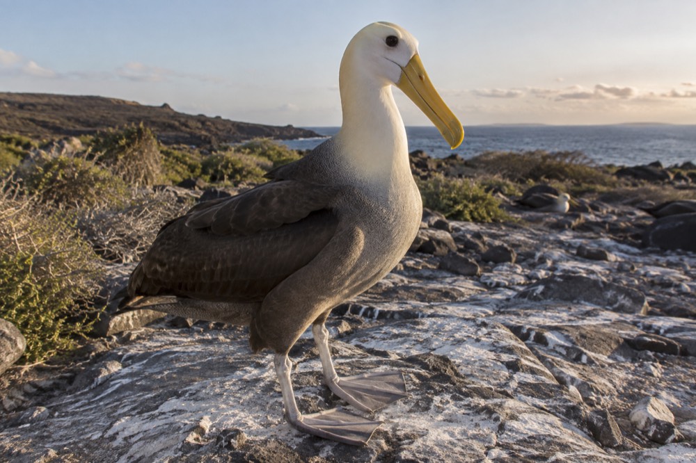 Late afternoon on Española Island, Galapagos, Ecuador: a waved albatross stands close on pale guano-crusted rock, warm low sun raking its feathers