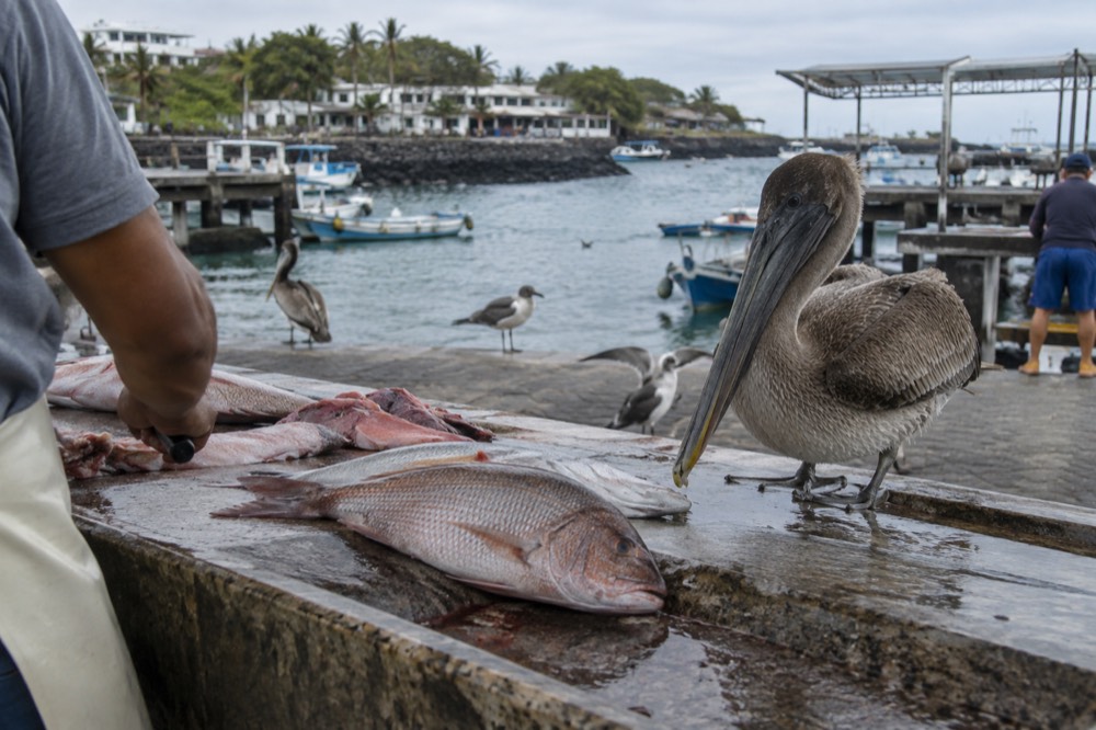 Morning at the fish market quay in Puerto Ayora, Galapagos, Ecuador; a sliver of silver snapper on the scuffed concrete counter fills the foreground