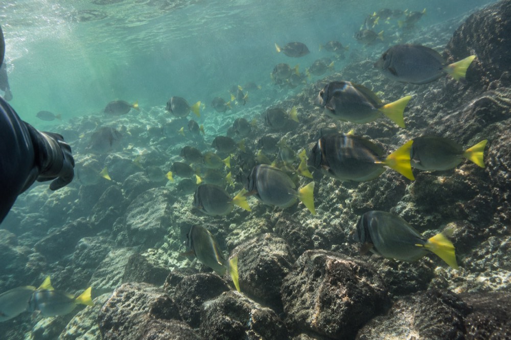 Underwater midday near Pinzón Island, Galapagos, shafts of sun through clear green water