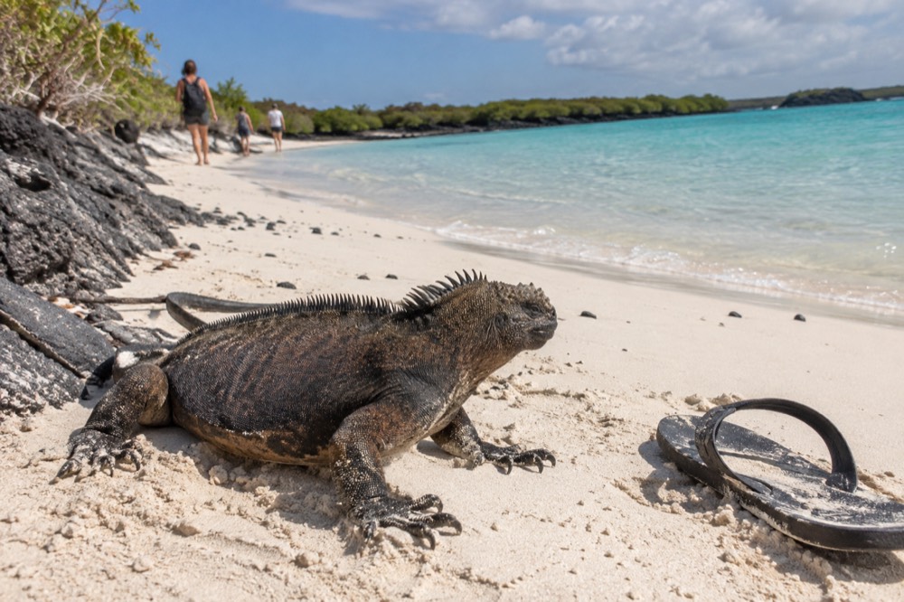 The pale coral-sand beach and turquoise shallows of Tortuga Bay, Galapagos Islands, Ecuador, a marine iguana on warm sand filling the foreground