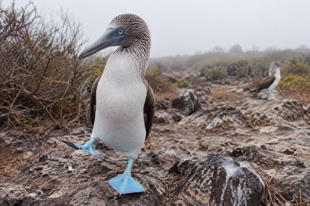 A blue-footed booby lifting one vivid foot in courtship display on grey palo santo littered ground, North Seymour Island, Galapagos Islands, Ecuador