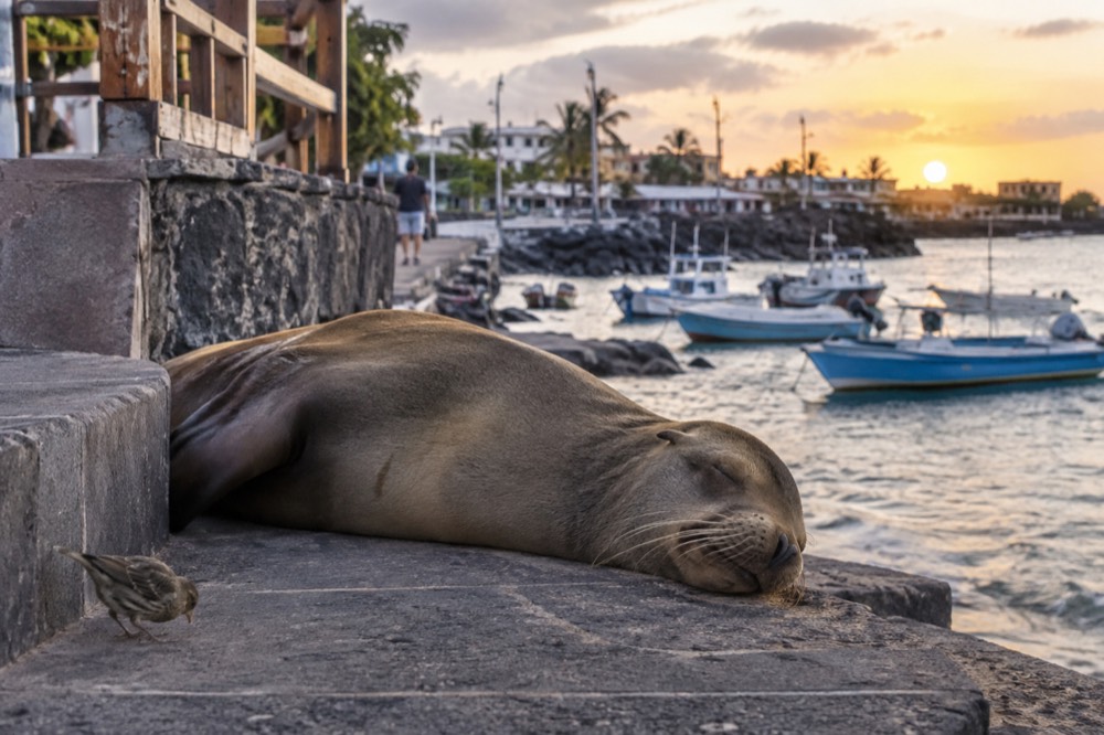 A Galapagos sea lion sprawled asleep on the stone steps of a waterfront malecon in Puerto Baquerizo Moreno, Galapagos Islands, Ecuador