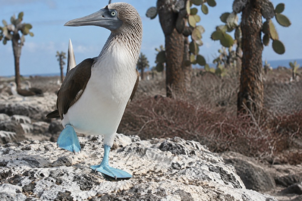 A male blue-footed booby mid-dance, one brilliant blue foot lifted on pale guano-crusted coral rock, Santa Fe Island, Galapagos Islands, Ecuador