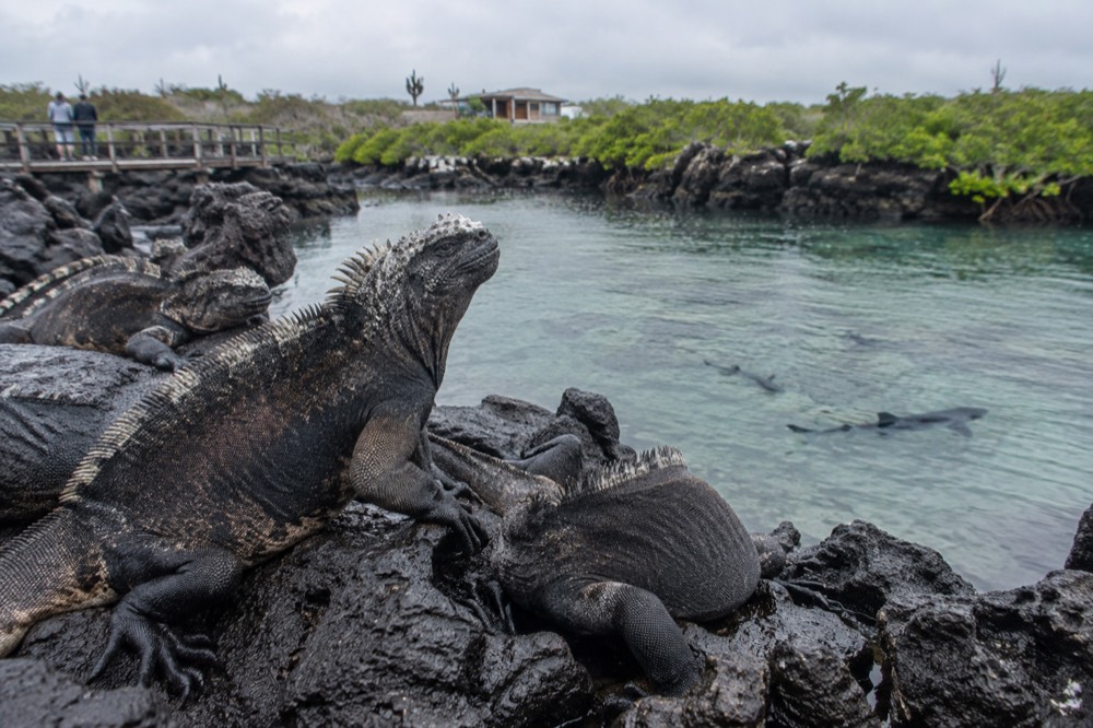 Marine iguanas piled on black aa lava at Las Tintoreras, Galapagos Islands, Ecuador, one raising its head into cool garúa drizzle