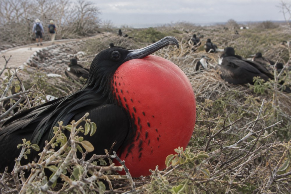 A male frigatebird inflating its scarlet throat pouch in a low saltbush nest beside the flat trail loop, North Seymour Island, Galapagos Islands, Ecuador