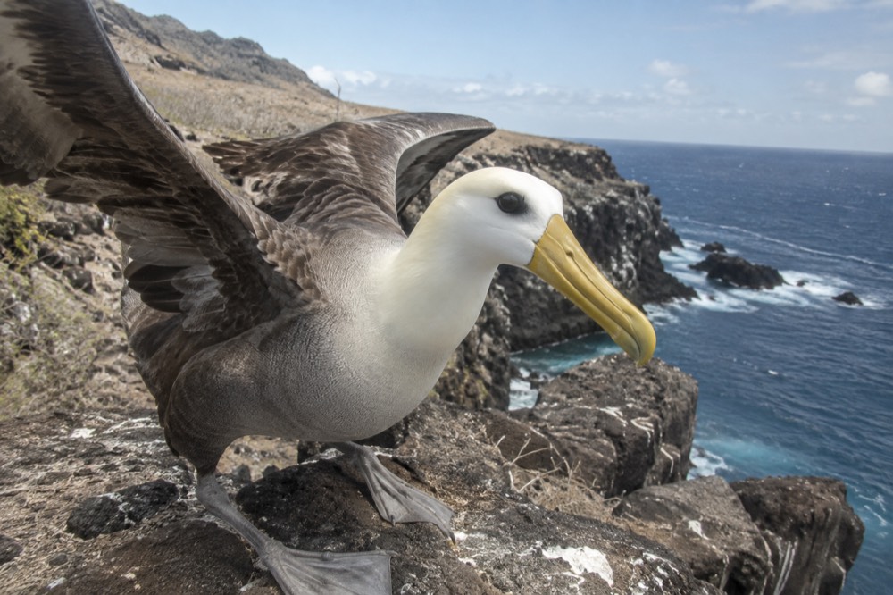 A waved albatross at the windward cliff edge of Española Island, Galapagos Islands, Ecuador, wings half-spread for launch