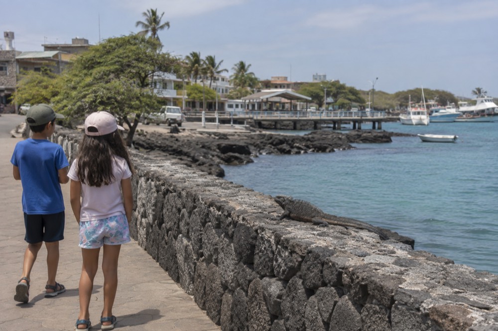 A marine iguana basks on a low volcanic stone seawall along the malecon of Puerto Baquerizo Moreno, Galapagos Islands, Ecuador
