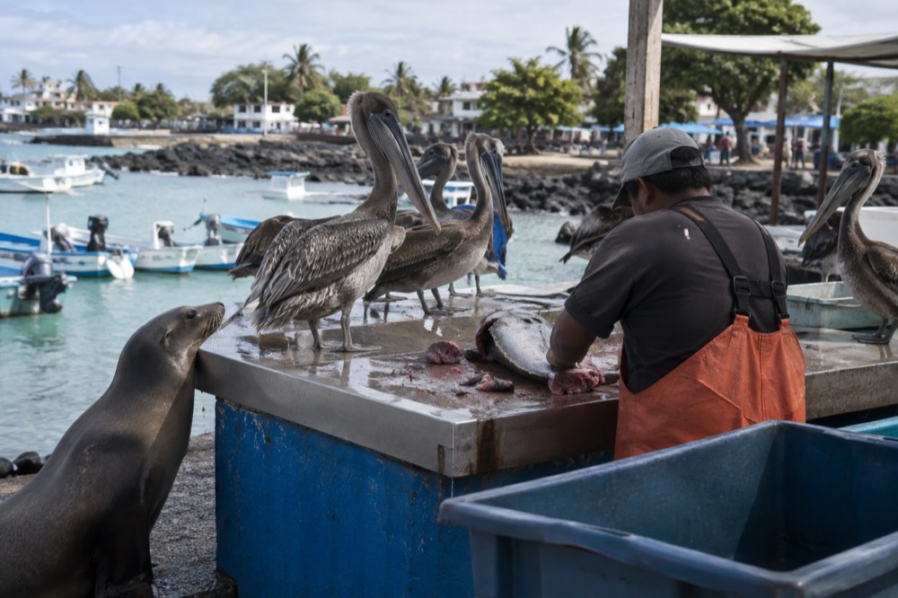 At the fish market counter in Puerto Ayora, Galapagos Islands, Ecuador, pelicans crowd the wet stainless steel slab mid-morning