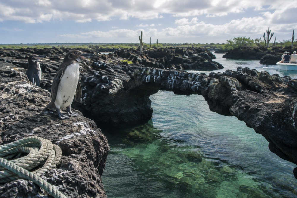 Penguins perched on the twisted blue-black lava arches of Los Túneles, Isabela, Galapagos Islands, Ecuador, afternoon sun breaking through cloud