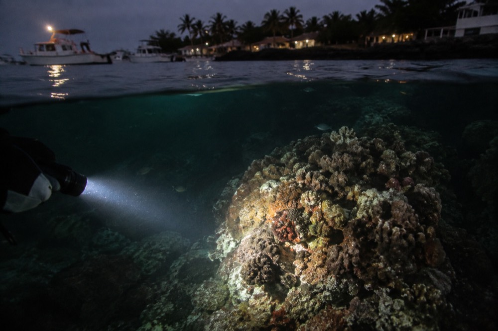 A diver's flashlight beam cutting dark water at Academy Bay near Puerto Ayora, Galapagos Islands, Ecuador, a gloved hand's glow at the edge
