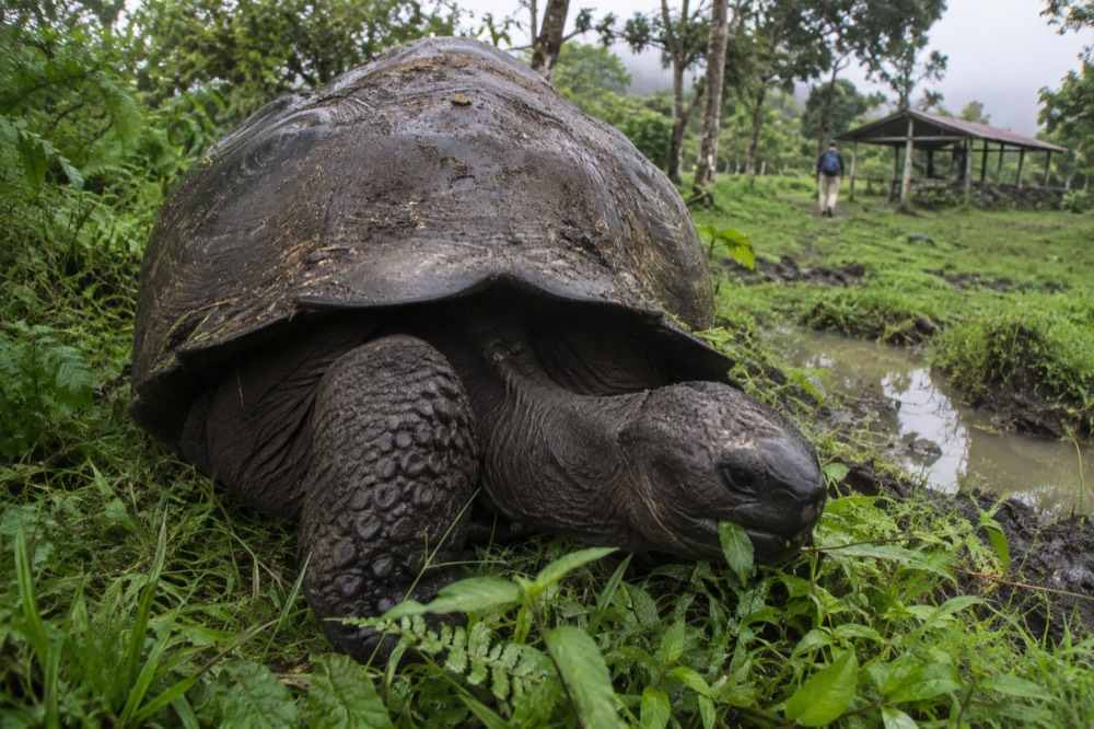 Mud-caked shell inches from the lens, grazing between ferns and wild passionfruit vines on a Santa Cruz highlands farm in the Galapagos, Ecuador