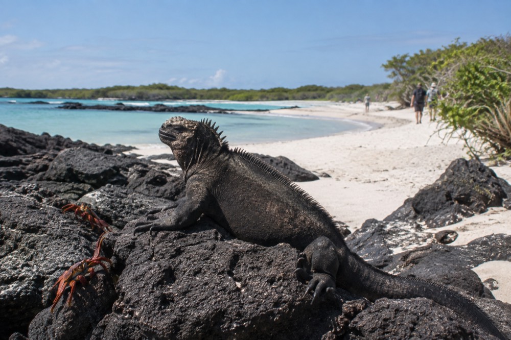 Bright noon sun on the white coral-sand path at Tortuga Bay, Galapagos, pale Sally Lightfoot crabs at its edge, distant figures small on the trail