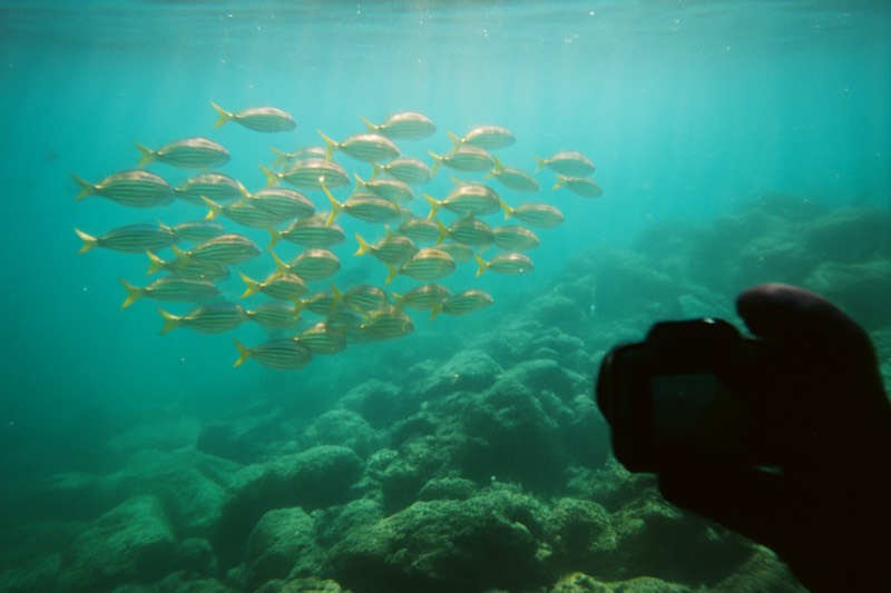 Bahia Darwin And Carahua Dive