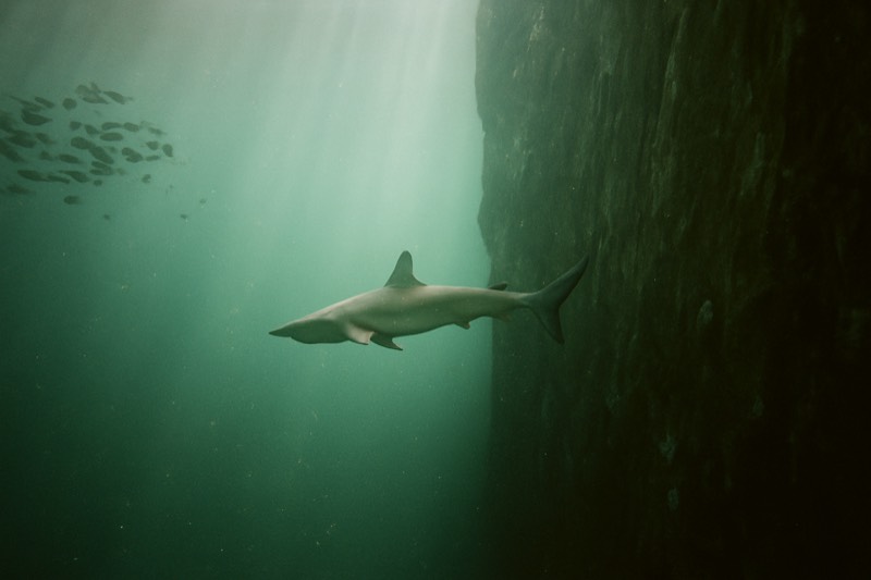 Kicker Rock Dive, 7 Hours, Pickup