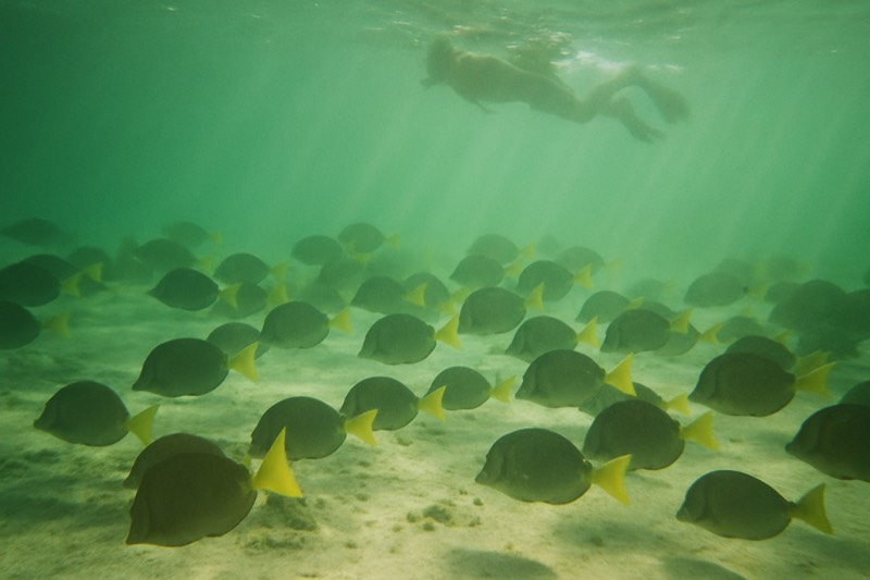 Española Day Trip, 10-Hour Snorkel