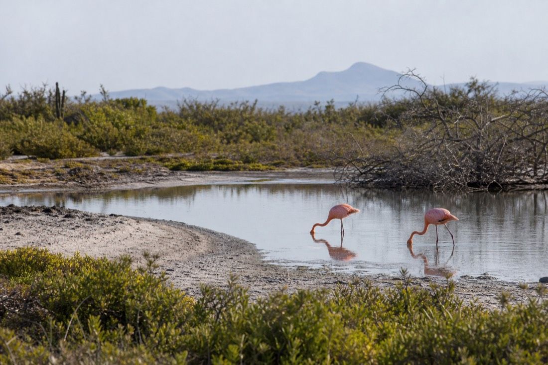 Isabela, Tintoreras And Flamingos