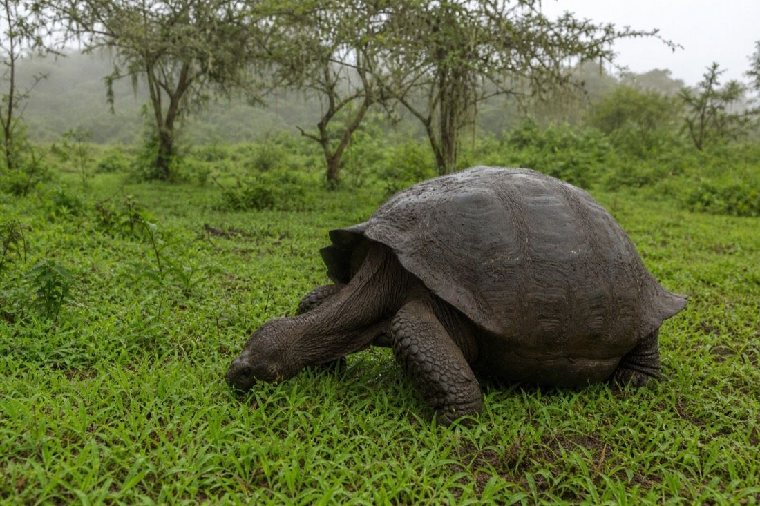 150-Year-Old Tortoise, Reserve Visit