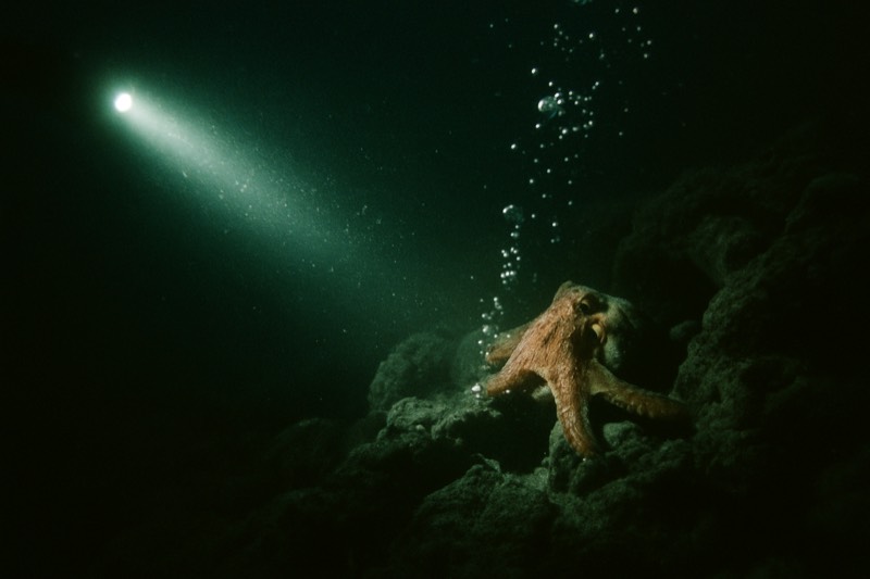 Night Dive, Academy Bay