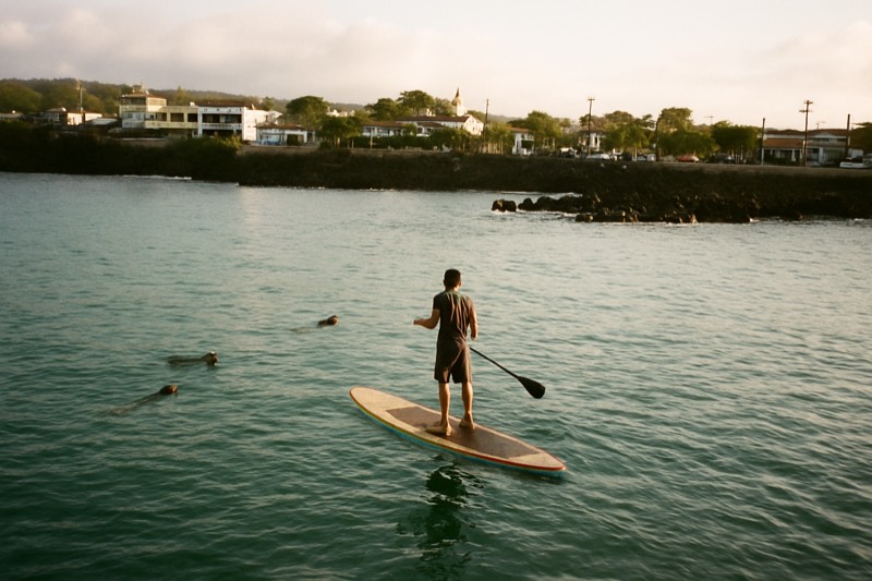Paddleboard With Sea Lions